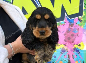Cocker spaniel puppies