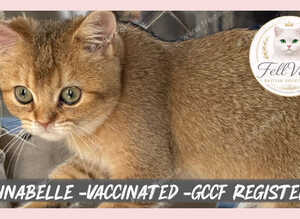 Pedigree GCCF Golden BSH Ready Now!