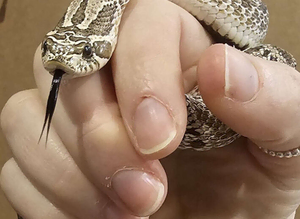 Stunning Male Arctic Hognose