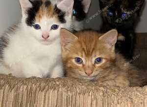 Beautiful kittens