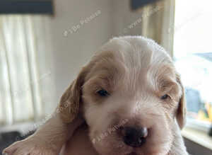 Gorgeous Cockerpoo puppies