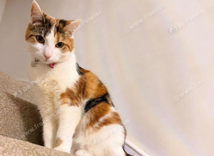 Nala - Missing Cat