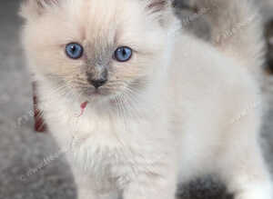 GCCF Champion Ragdolls &bull; Active Considered