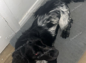 Working cocker spaniel
