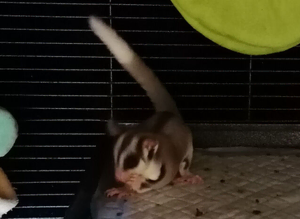 Bonded pair with full set up