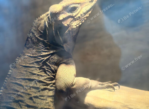 Rhinoceros Iguana