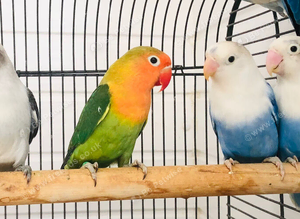 Beautiful young lovebirds for sale.