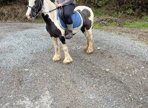 Minnie  12hh kids pony