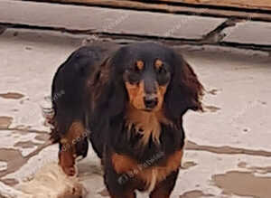 Miniature dachshund