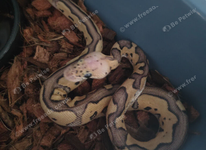 Pastel clown het vpi axanthic