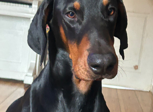 Doberman stud