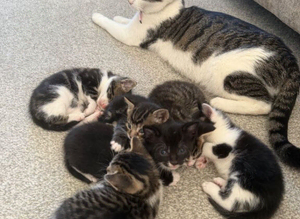 Kittens