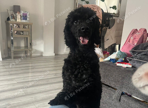 Toy poodle boy