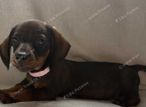 Beautiful litter of Dachshund Puppies For Sale