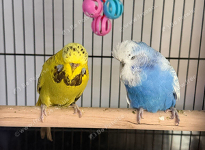 Budgies & cage
