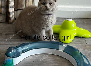 Ready Now - Lovey British Shorthair Lilac Kitten