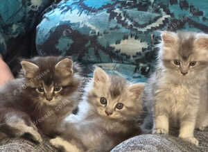 EXCEPTIONAL TICA-REGISTERED MAINE COON KITTENS