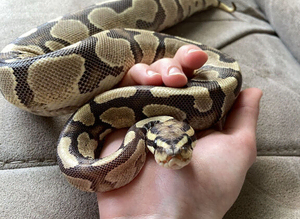 Enchi Female Ball Python - Nivara