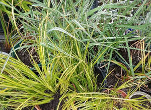 Pond plants by post,
