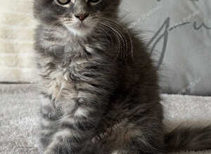 Stunning Maine coon kitten for sale