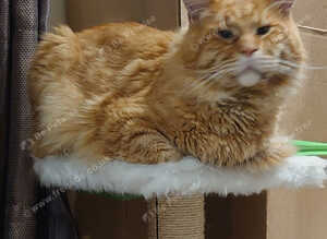 Mature male Maine Coon