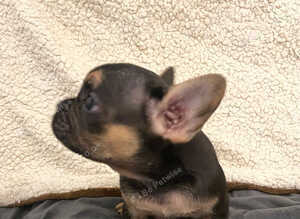 Last two chunky pups left