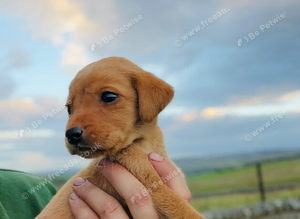2 gorgeous Labrador puppies still available