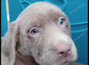 Beautiful Silver labrador pups for sale