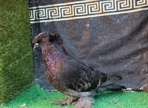 English trumpeter breeder male