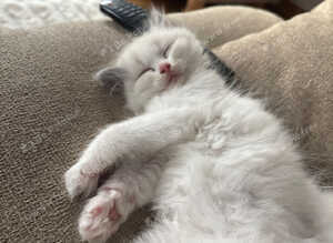 Pure bred ragdoll bicolour