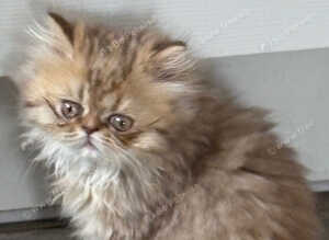 Gorgeous Pure Persian Kittens &ndash; 2 Rare Golden Grey & 2 White
