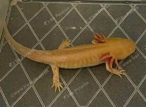 Axolotl For Sale