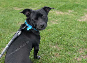 Billy, Chihuahua x Jack Russel