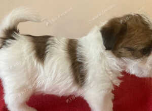 Stunning RKC registered Jack Russell puppies