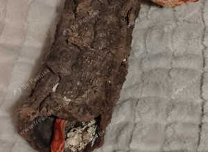 Adult corn snake