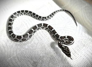 Corn Snake babies