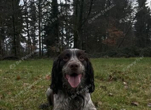 3 year old cocker spaniel stud