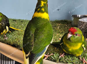 6 green and yellow pied kakarikis