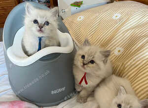 TICA registered ragdoll kittens 2 boys left!