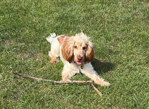 Mabel looking for her forever home.