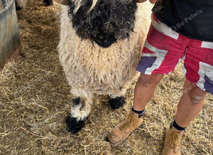 Stunning Merlin Shearling Ram for sale