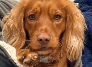 Cocker spaniel for stud