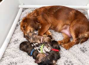 F1 Merle Cockapoo Puppies