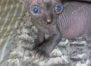 Sphynx kittens