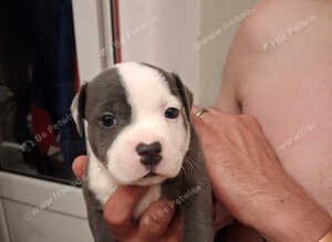 Staffordshire bull terrier puppies for sale