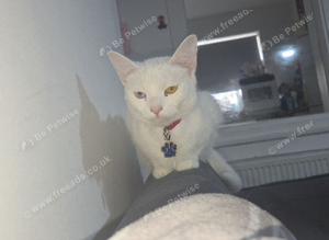 Female Turkish angora