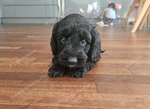 2 female cockapoos puppies for sale