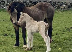 Sec d x Clydesdale perlino colt foal