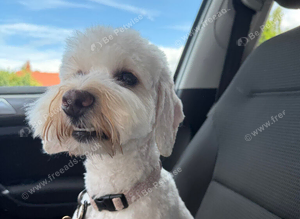cockapoo <3