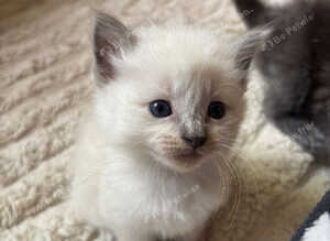 Ragdoll Kittens ready at the end of October